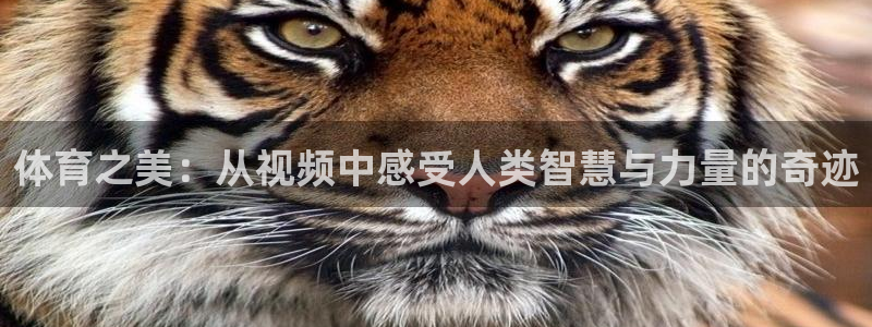 球客岛：体育之美：从视频中感受人类智慧与力量的奇迹
